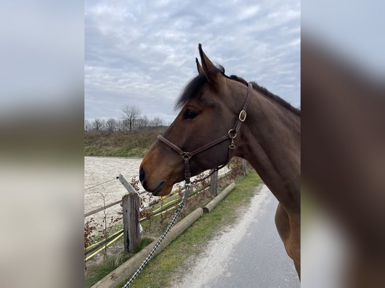 Westfale Wallach 6 Jahre 172 cm Brauner in Drensteinfurt