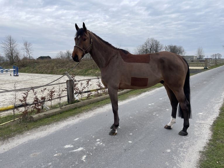 Westfale Wallach 6 Jahre 172 cm Brauner in Drensteinfurt