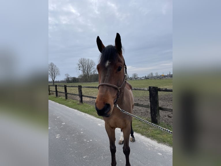 Westfale Wallach 6 Jahre 172 cm Brauner in Drensteinfurt