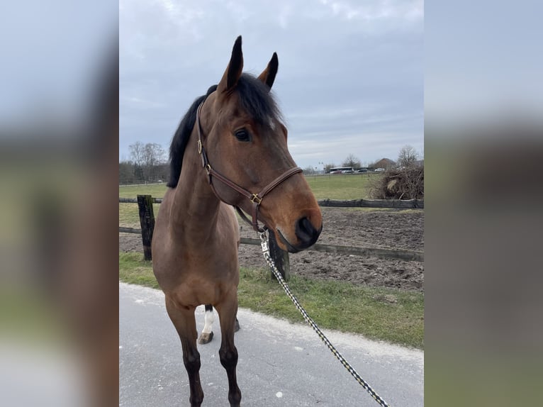 Westfale Wallach 6 Jahre 172 cm Brauner in Drensteinfurt