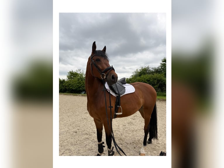 Westfale Wallach 6 Jahre 172 cm Brauner in Hannover
