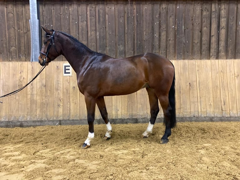 Westfale Wallach 6 Jahre 172 cm Brauner in Schmallenberg