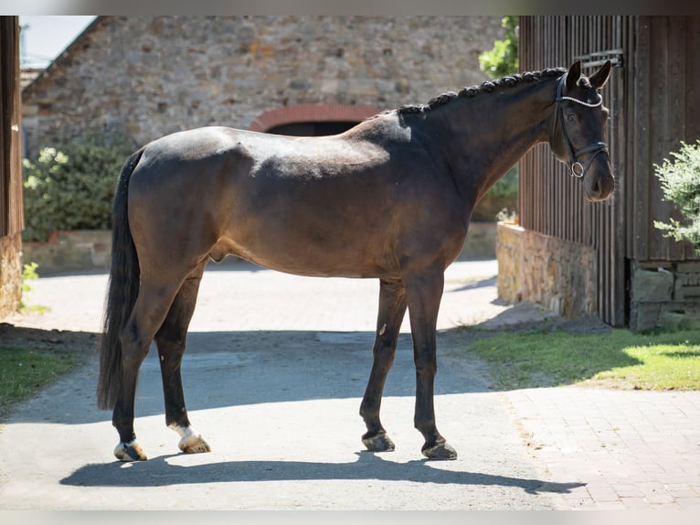 Westfale Wallach 6 Jahre 172 cm Dunkelbrauner in Bramsche