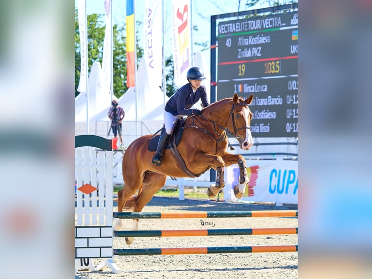 Westfale Wallach 6 Jahre 172 cm Dunkelfuchs in Peelbergen
