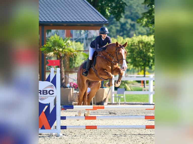 Westfale Wallach 6 Jahre 172 cm Dunkelfuchs in Peelbergen