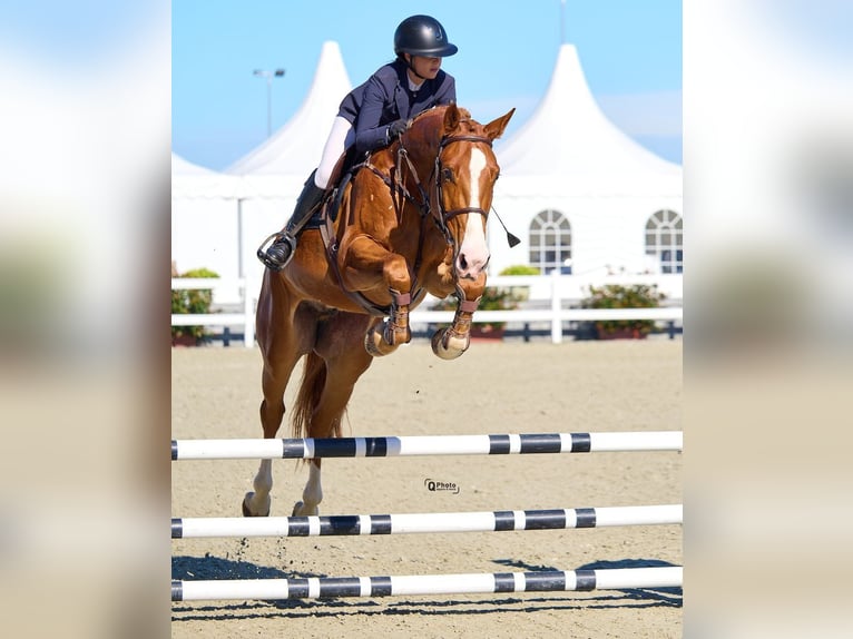 Westfale Wallach 6 Jahre 172 cm Dunkelfuchs in Peelbergen