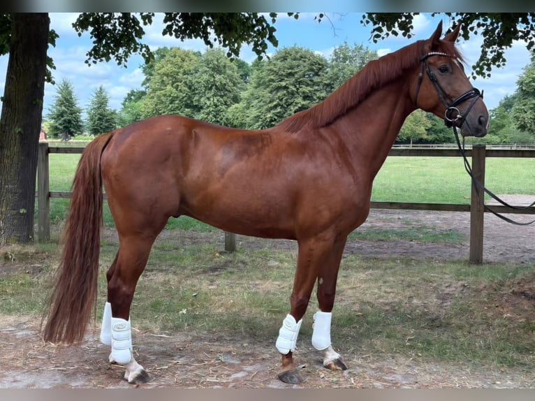 Westfale Wallach 6 Jahre 172 cm Fuchs in Lüdinghausen