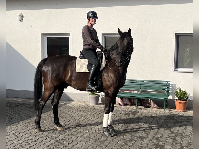 Westfale Wallach 6 Jahre 172 cm Rappe in Borchen