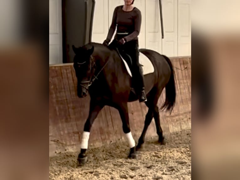 Westfale Wallach 6 Jahre 172 cm Rappe in Borchen