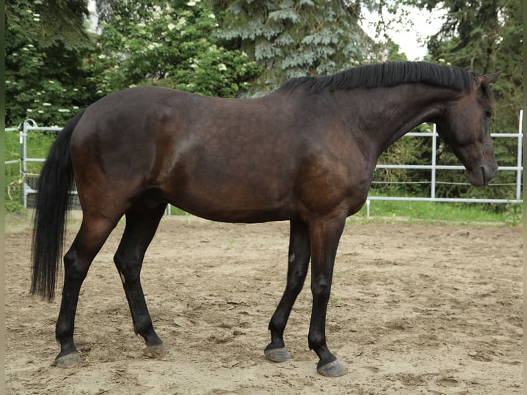Westfale Wallach 6 Jahre 172 cm Rappe in Borchen