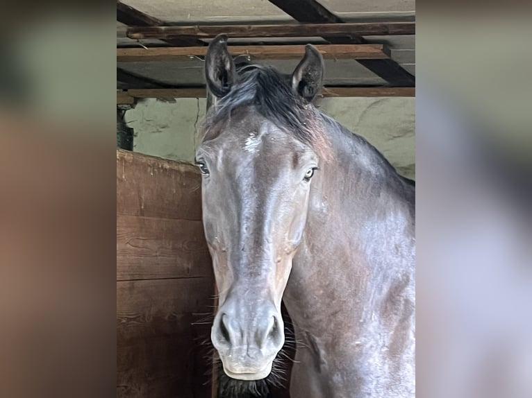 Westfale Wallach 6 Jahre 172 cm Rappe in Borchen