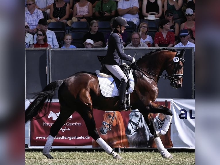 Westfale Wallach 6 Jahre 173 cm Brauner in Scheeßel