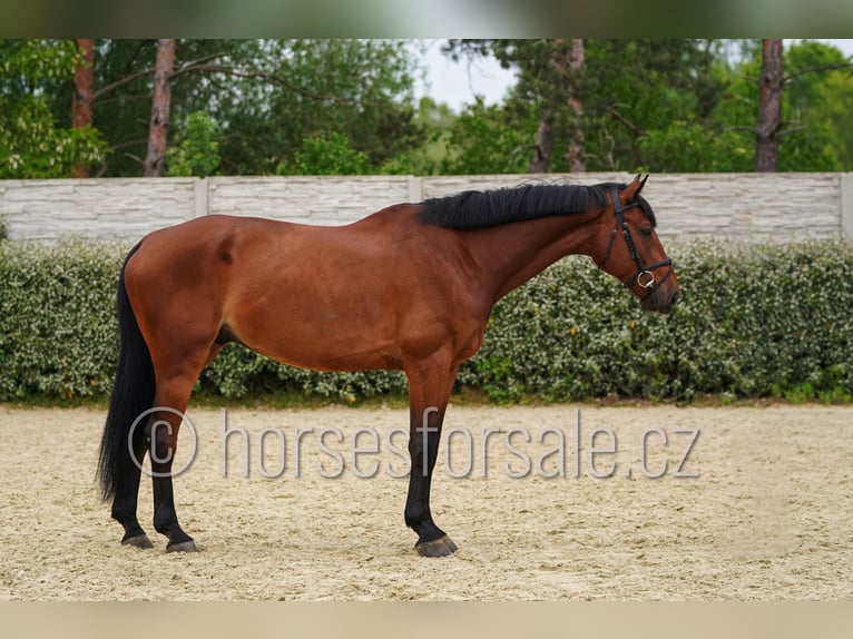 Westfale Wallach 6 Jahre 173 cm Brauner in Region Prag