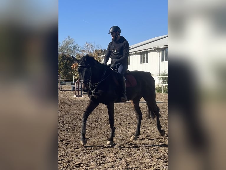 Westfale Wallach 6 Jahre 173 cm Dunkelbrauner in Snagov