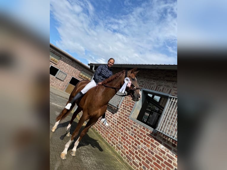 Westfale Wallach 6 Jahre 173 cm Dunkelfuchs in Krefeld