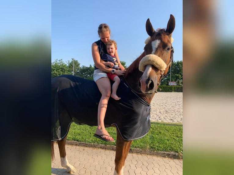 Westfale Wallach 6 Jahre 173 cm Dunkelfuchs in Krefeld