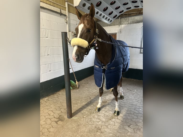Westfale Wallach 6 Jahre 173 cm Dunkelfuchs in Krefeld