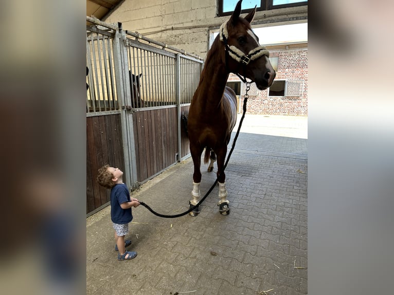 Westfale Wallach 6 Jahre 173 cm Dunkelfuchs in Krefeld