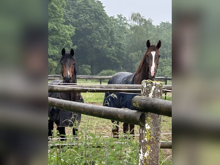 Westfale Wallach 6 Jahre 173 cm Dunkelfuchs in Krefeld