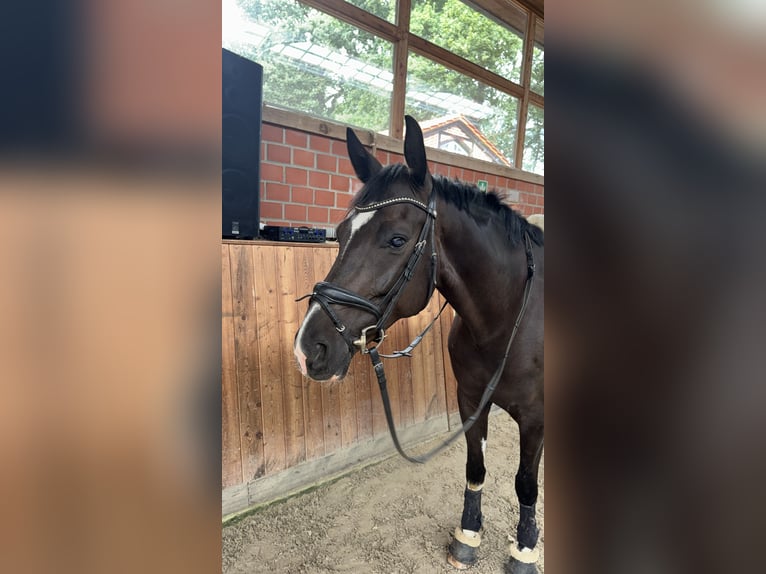 Westfale Wallach 6 Jahre 173 cm Schwarzbrauner in Haltern am See