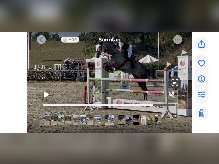 Westfale Wallach 6 Jahre 174 cm Apfelschimmel in ArnsbergArnsberg