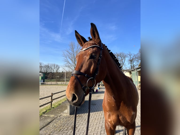 Westfale Wallach 6 Jahre 174 cm Brauner in Bergisch Gladbach