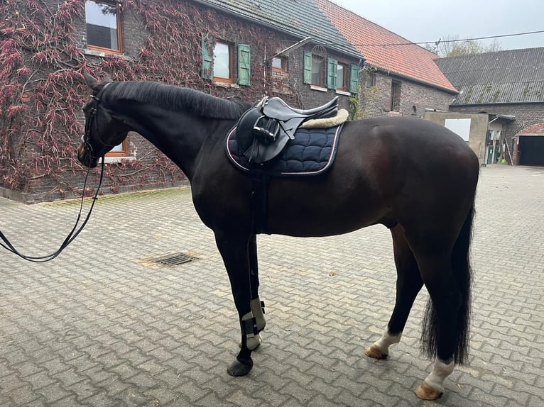 Westfale Wallach 6 Jahre 174 cm Dunkelbrauner in Erkrath Westfale Wallach 6 Jahre 174 cm Dunkelbrauner in Erkrath