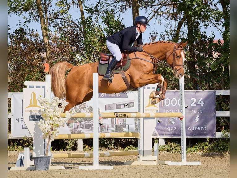 Westfale Wallach 6 Jahre 174 cm Dunkelfuchs in Buc