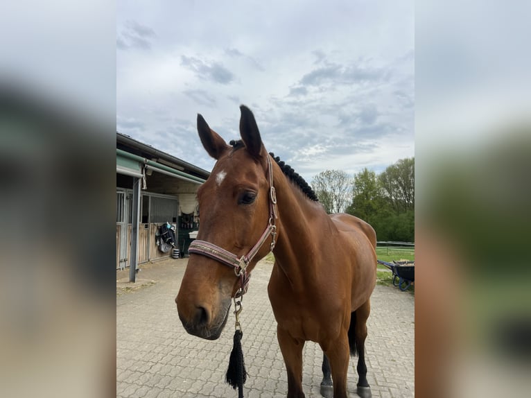 Westfale Wallach 6 Jahre 175 cm Brauner in Bergisch GladbachBergisch Gladbach