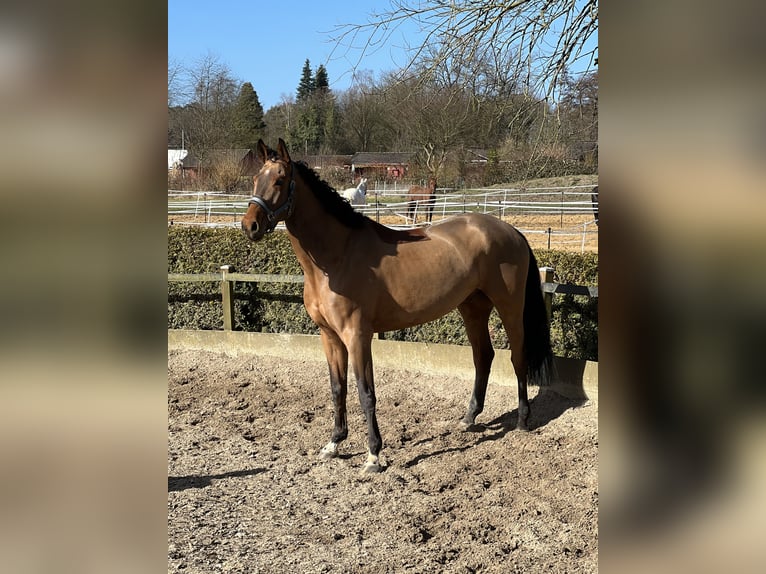 Westfale Wallach 6 Jahre 175 cm Brauner in Bergisch GladbachBergisch Gladbach