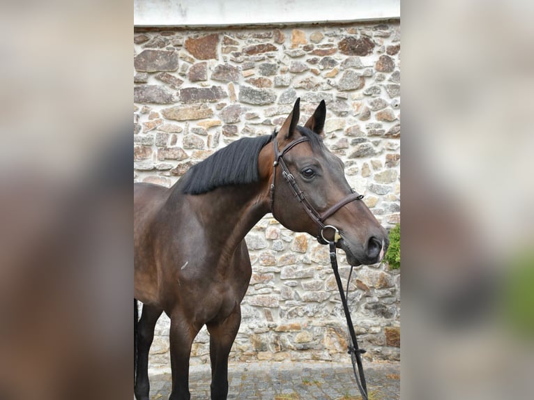 Westfale Wallach 6 Jahre 175 cm Brauner in Prag