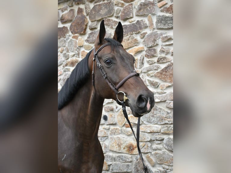 Westfale Wallach 6 Jahre 175 cm Brauner in Prag