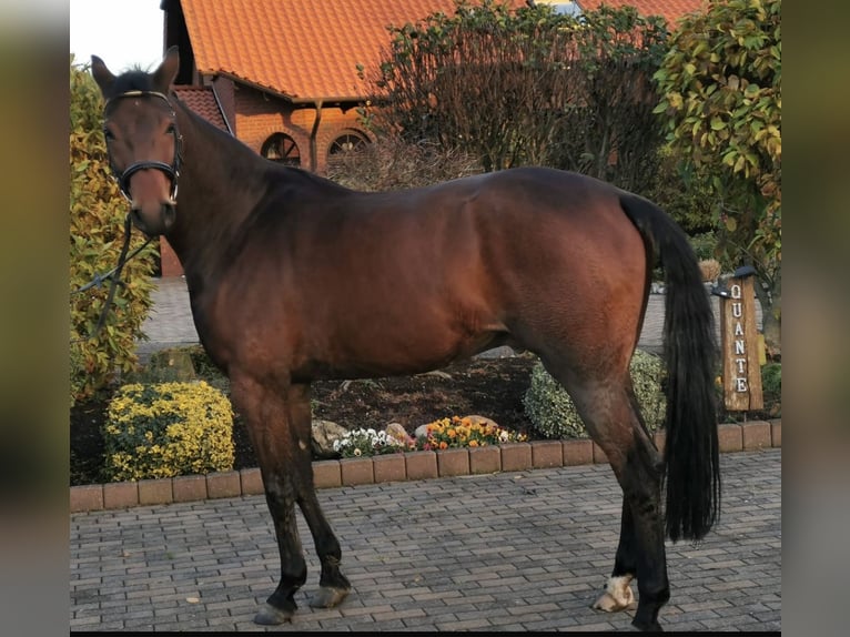 Westfale Wallach 6 Jahre 175 cm Dunkelbrauner in Anr&#xF6;chte