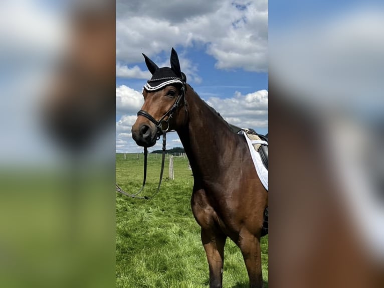 Westfale Wallach 6 Jahre 175 cm Dunkelbrauner in Anr&#xF6;chte