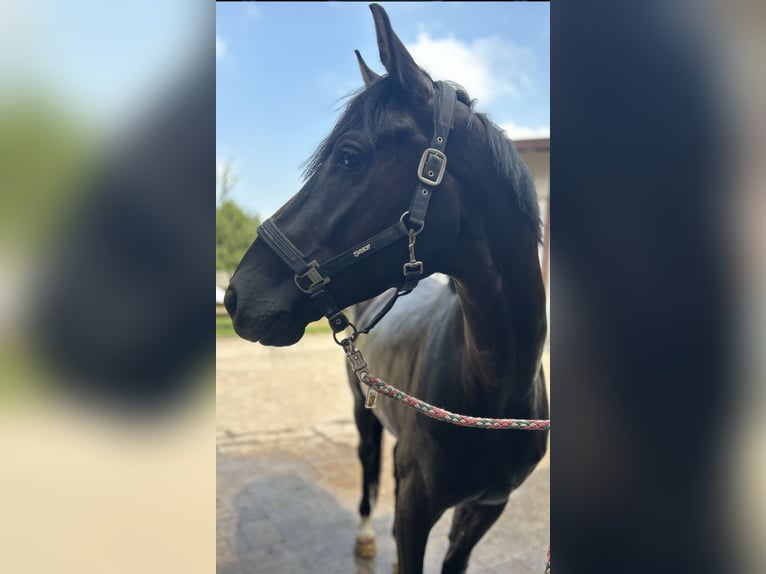 Westfale Wallach 6 Jahre 175 cm Rappe in AachenAachen