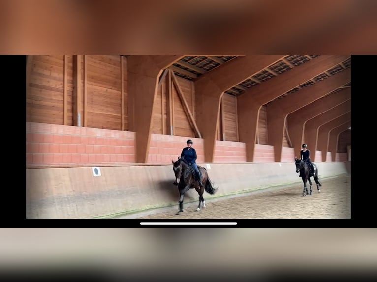 Westfale Wallach 6 Jahre 176 cm Brauner in Dortmund