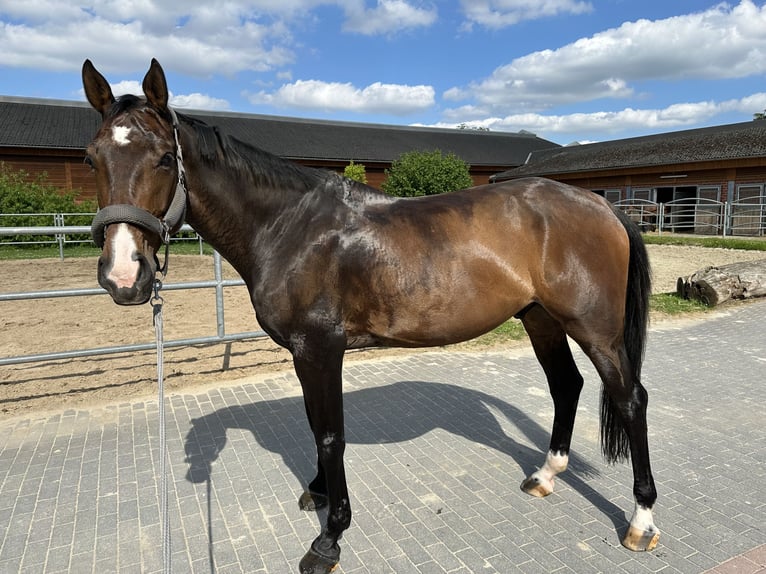 Westfale Wallach 6 Jahre 176 cm Brauner in Dortmund