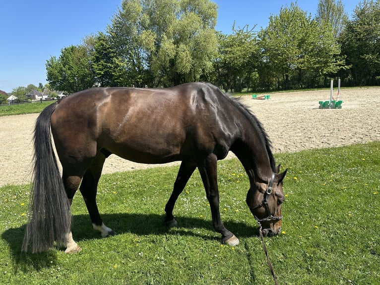 Westfale Wallach 6 Jahre 176 cm Brauner in Dortmund