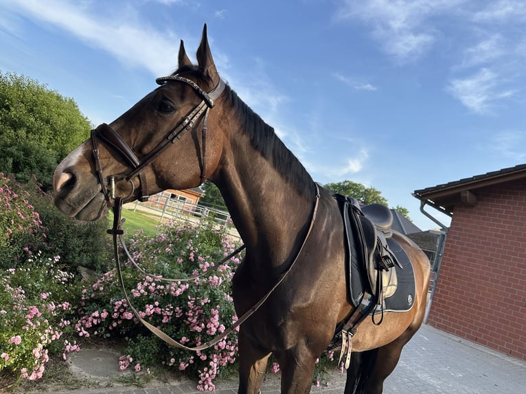 Westfale Wallach 6 Jahre 176 cm Brauner in Dortmund