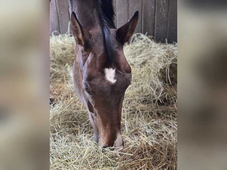 Westfale Wallach 6 Jahre 176 cm Brauner in Dortmund