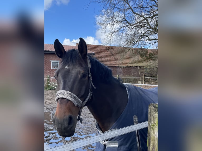 Westfale Wallach 6 Jahre 177 cm Dunkelbrauner in Dorsten