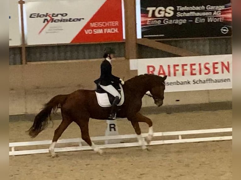 Westfale Wallach 6 Jahre 177 cm Fuchs in Turbenthal