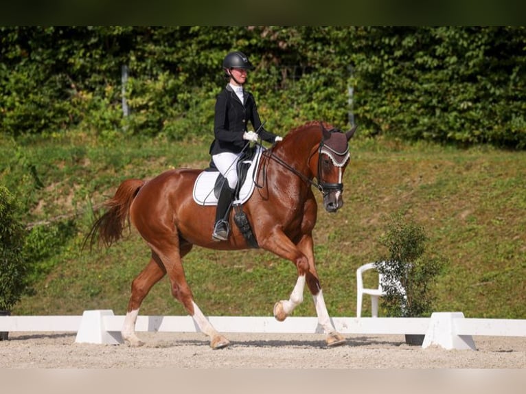 Westfale Wallach 6 Jahre 177 cm Fuchs in Turbenthal