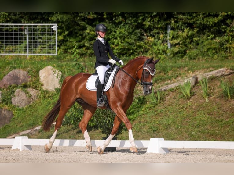 Westfale Wallach 6 Jahre 177 cm Fuchs in Turbenthal