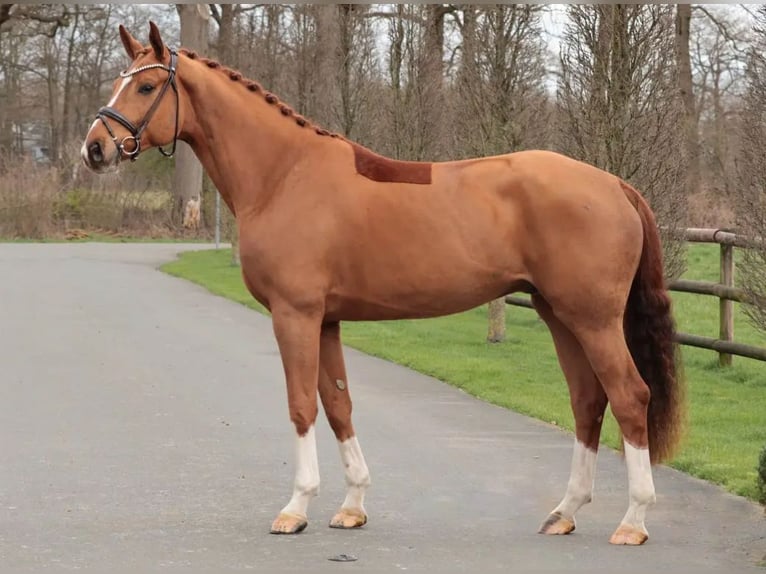 Westfale Wallach 6 Jahre 177 cm Fuchs in Turbenthal