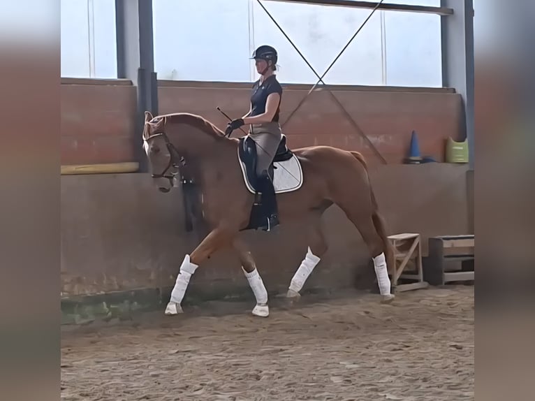 Westfale Wallach 6 Jahre 178 cm Fuchs in Beckdorf
