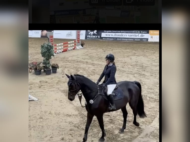 Westfale Wallach 6 Jahre 178 cm Schwarzbrauner in Windhagen
