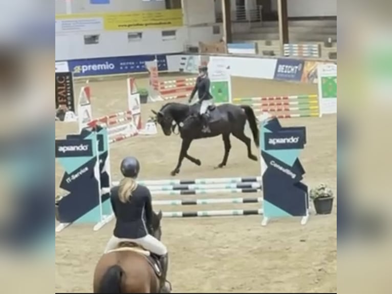 Westfale Wallach 6 Jahre 178 cm Schwarzbrauner in Windhagen