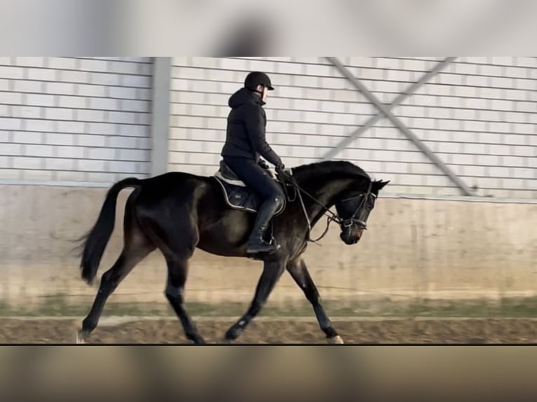 Westfale Wallach 6 Jahre 178 cm Schwarzbrauner in Windhagen