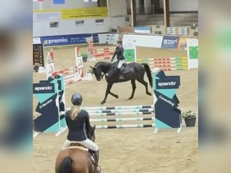 Westfale Wallach 6 Jahre 178 cm Schwarzbrauner in Windhagen